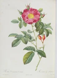 Rosa Damascena, da 